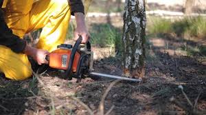 Trusted Cimarron Hills, CO Tree Services Experts