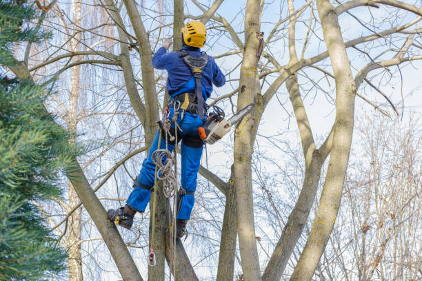 Best Root Management and Removal  in Cimarron Hills, CO